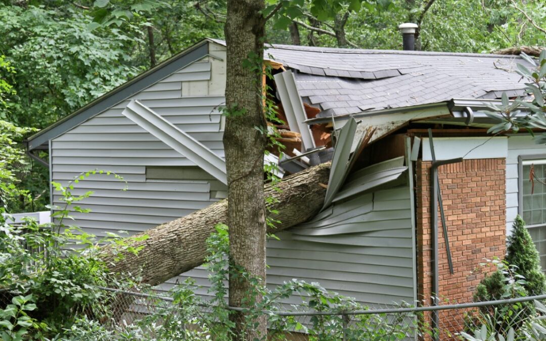 Small House Crushed By a Large Oak Tree